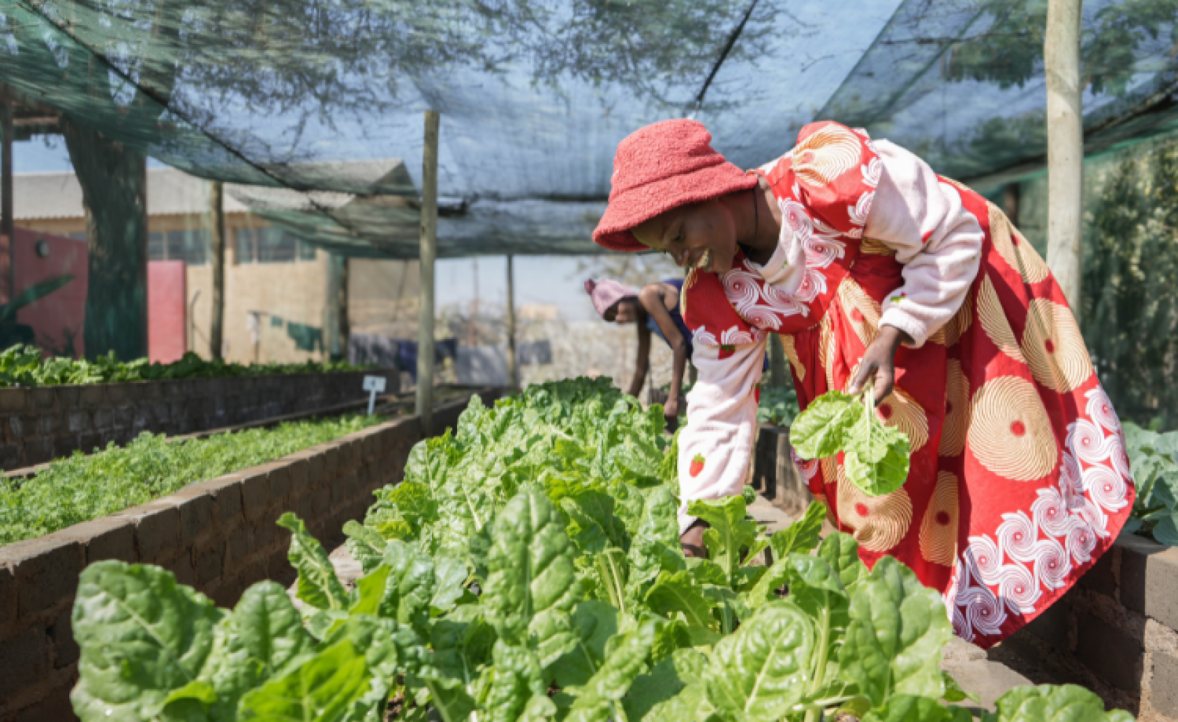 Женщины собирают овощи в огороде предродильного отделения в Опуво, Намибия