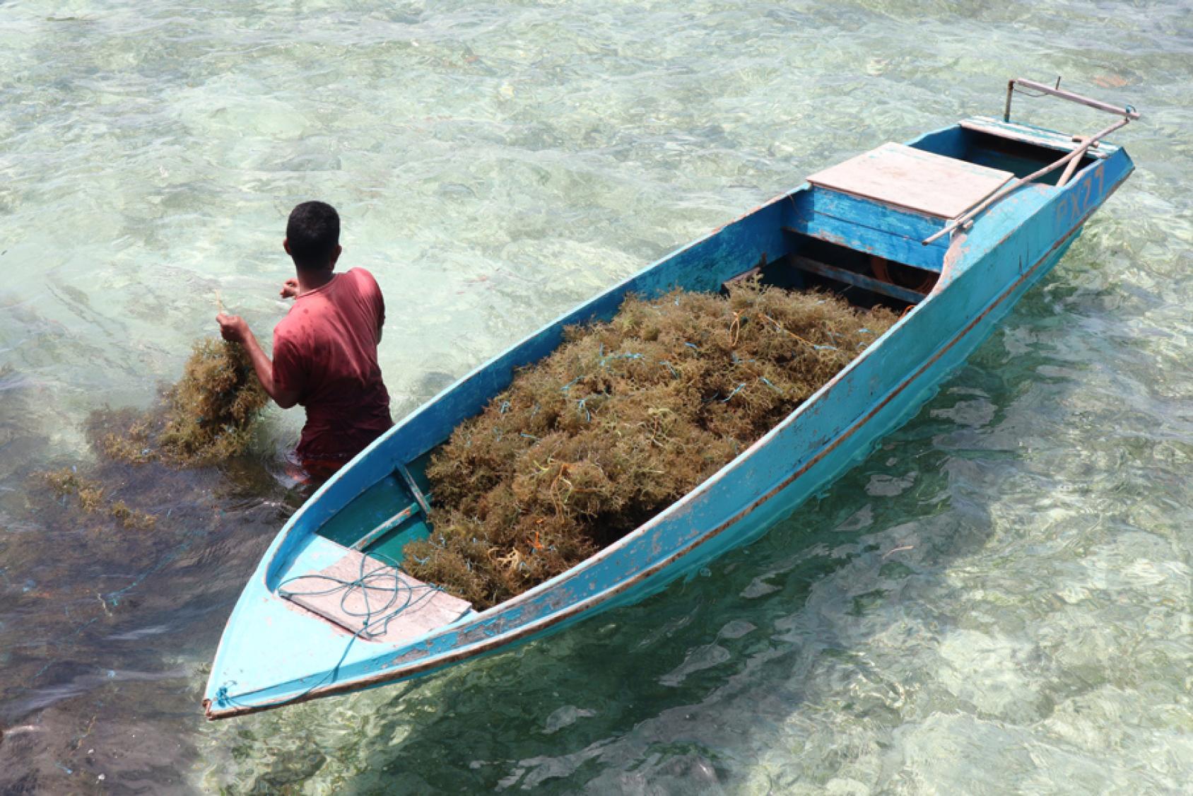 Молодой человек вылавливает водоросли из воды и складывает их в лодку