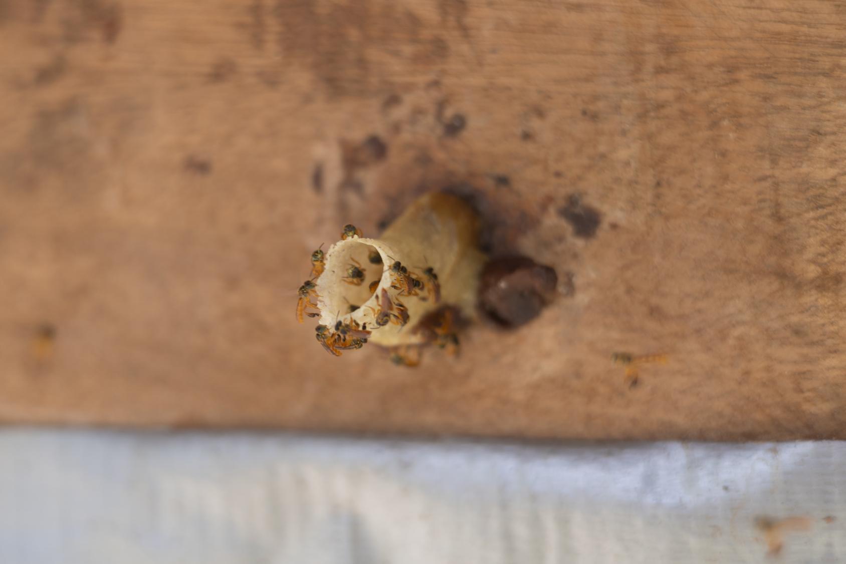 Little group of bees