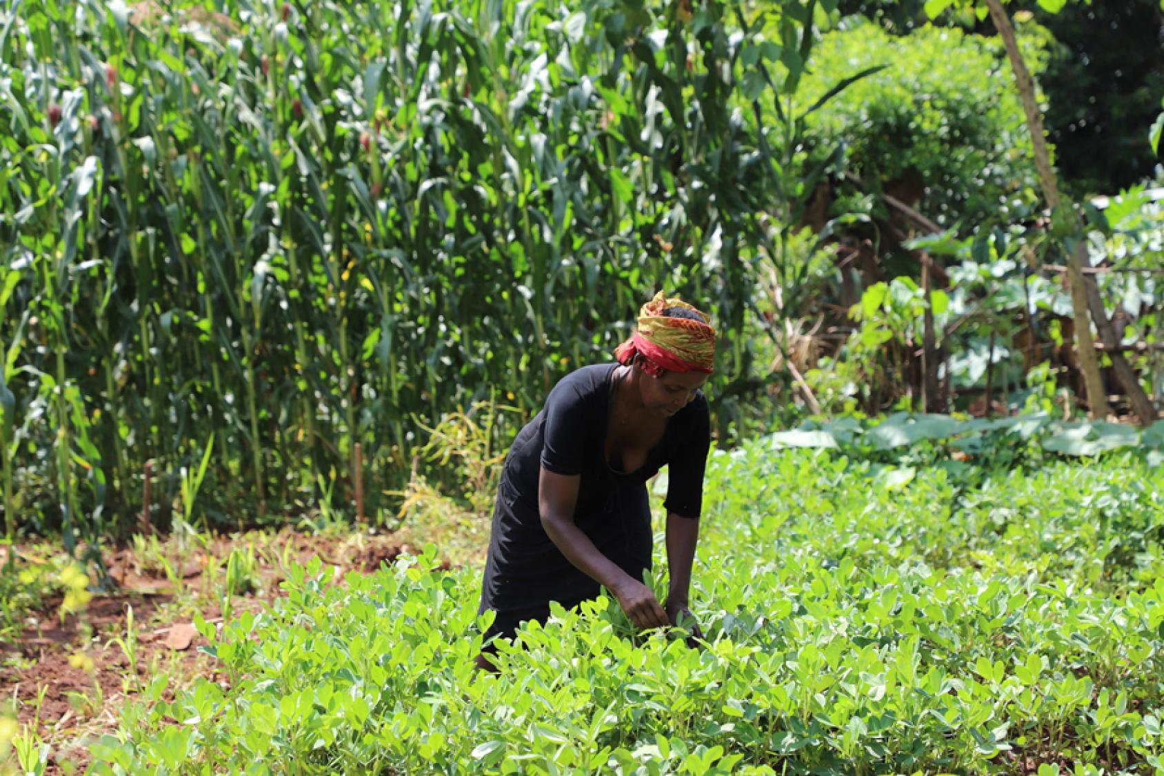 Agnes a appris à utiliser des engrais organiques issus de son exploitation. Grâce à cela son potager est florissant.