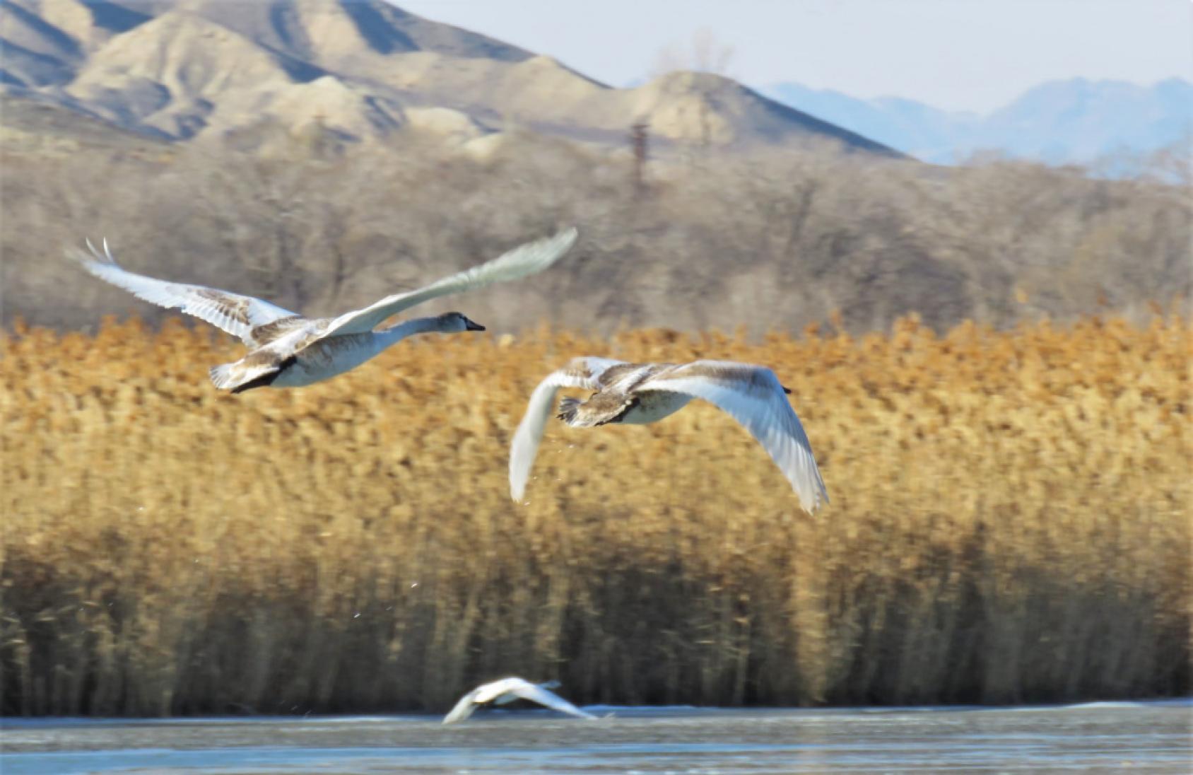 Птицы пролетают над озером
