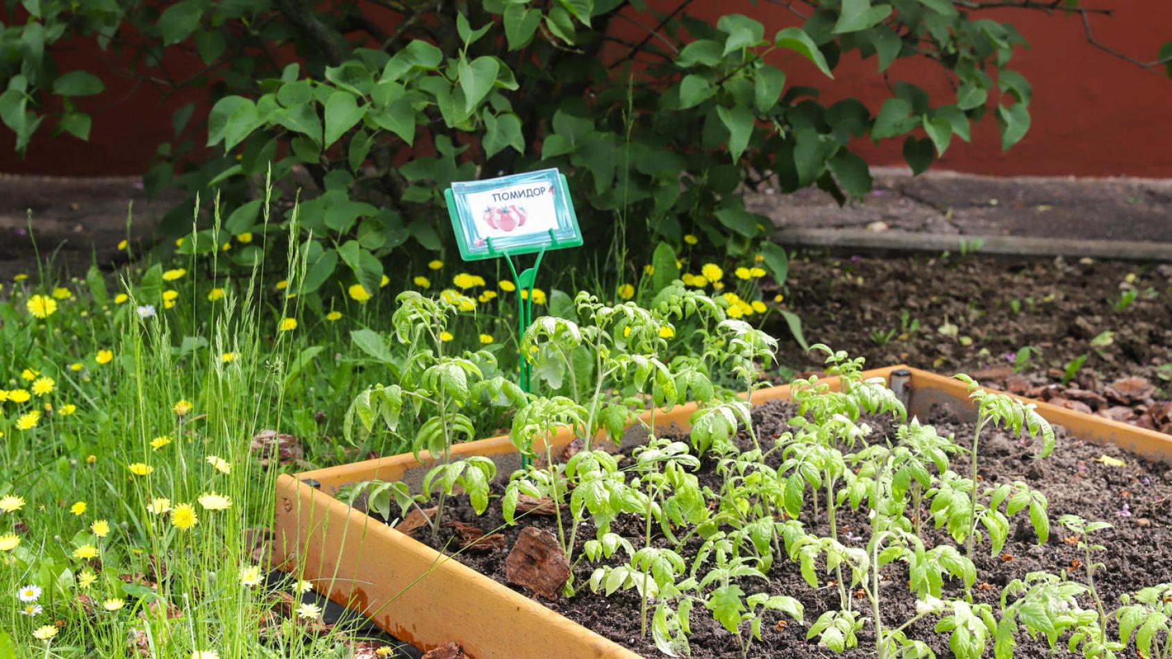 Клумба с растениями