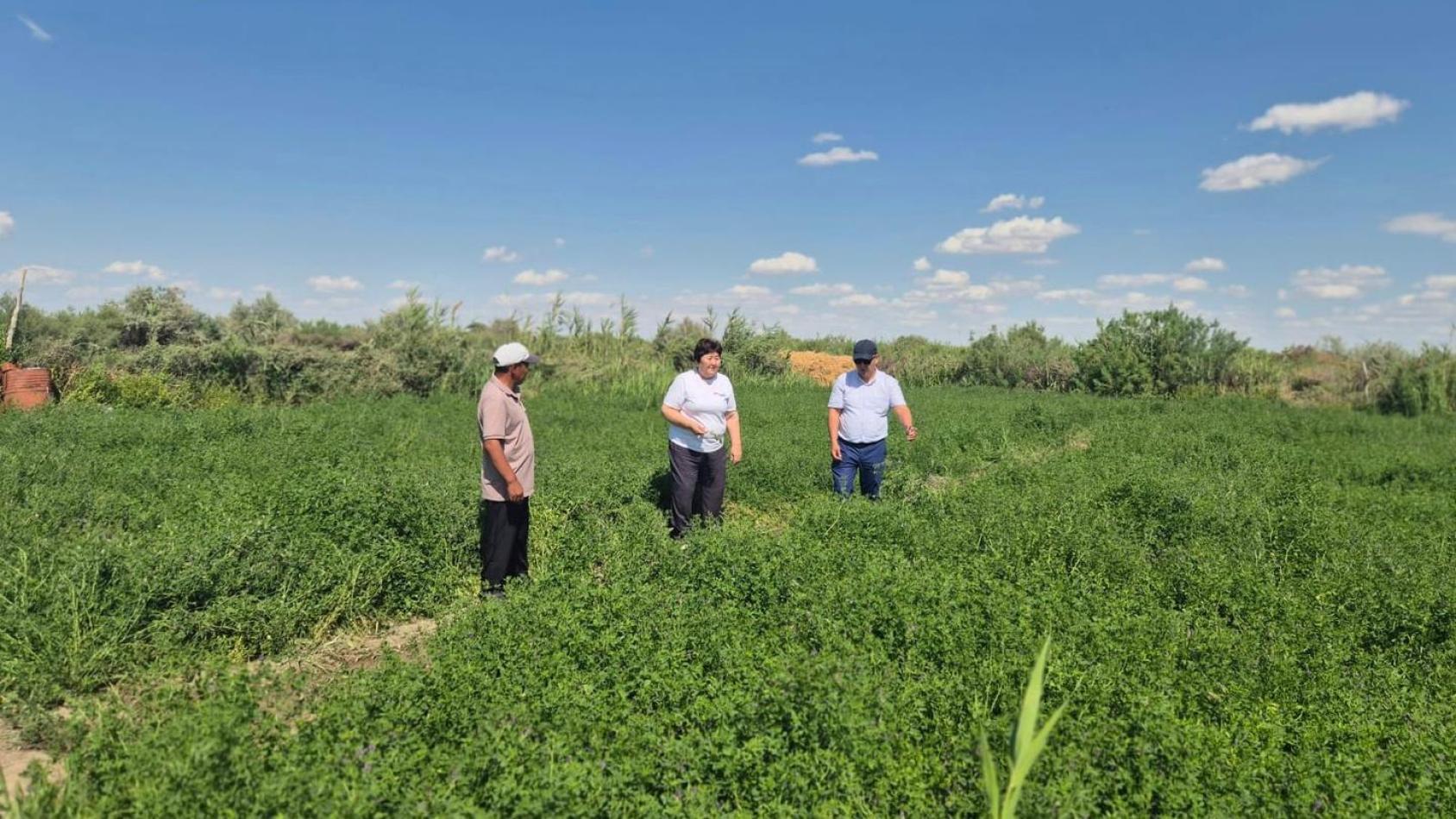 Люди в поле