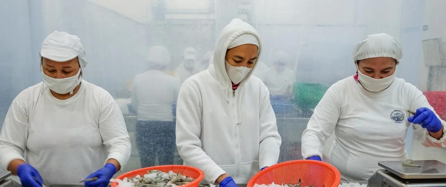 Aquaculture workers in Sarangani Province in a processing plant, classifying and weighing shrimps for packaging.