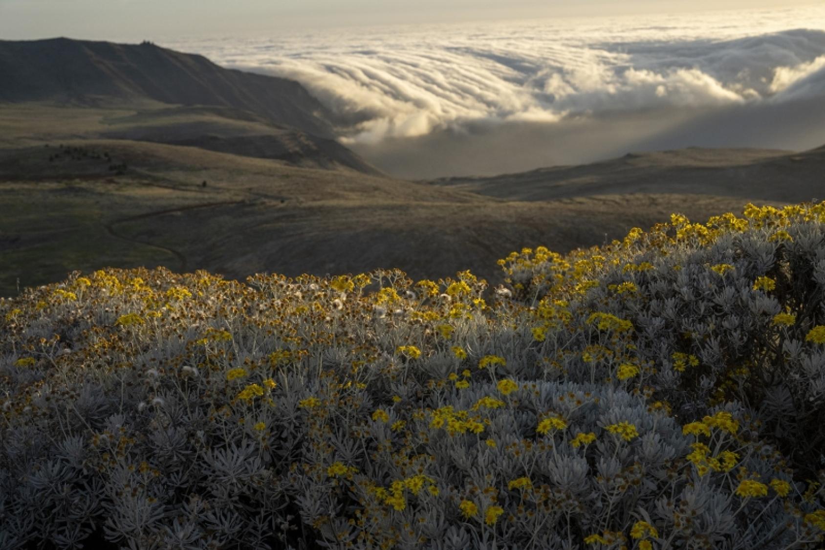 Paisaje de la isla de Guadalupe, México.