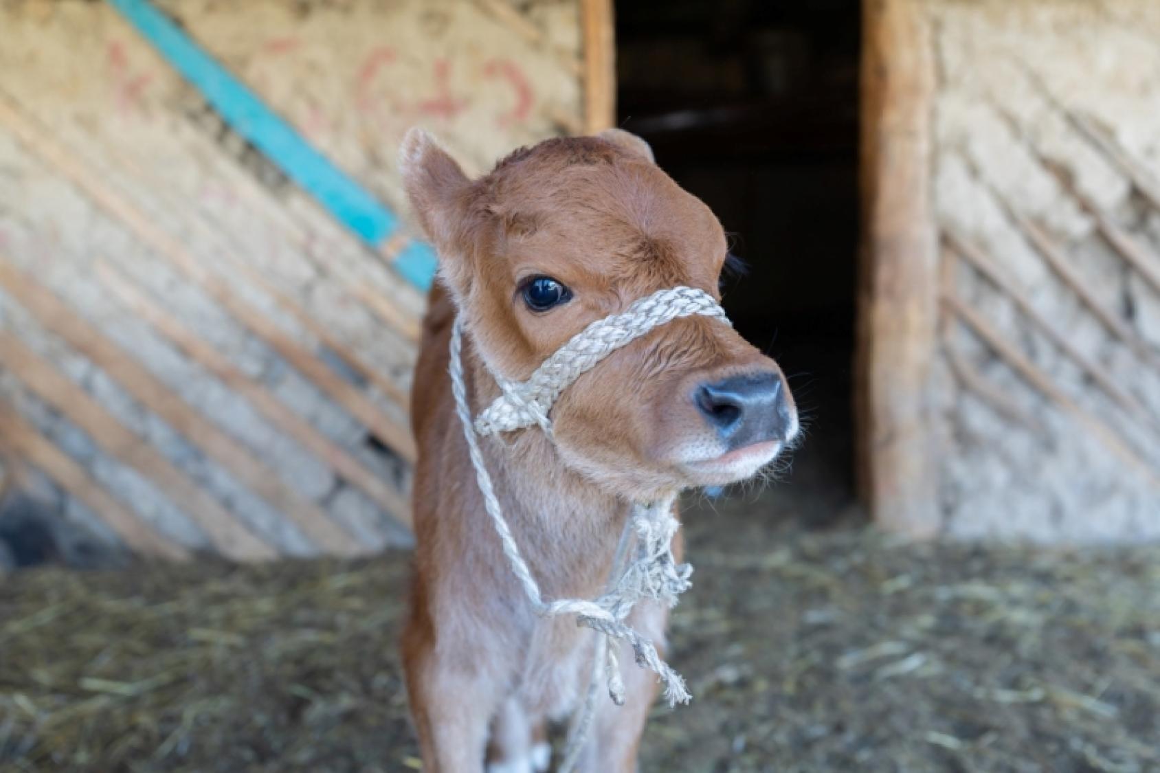 Телёнок крупным планом