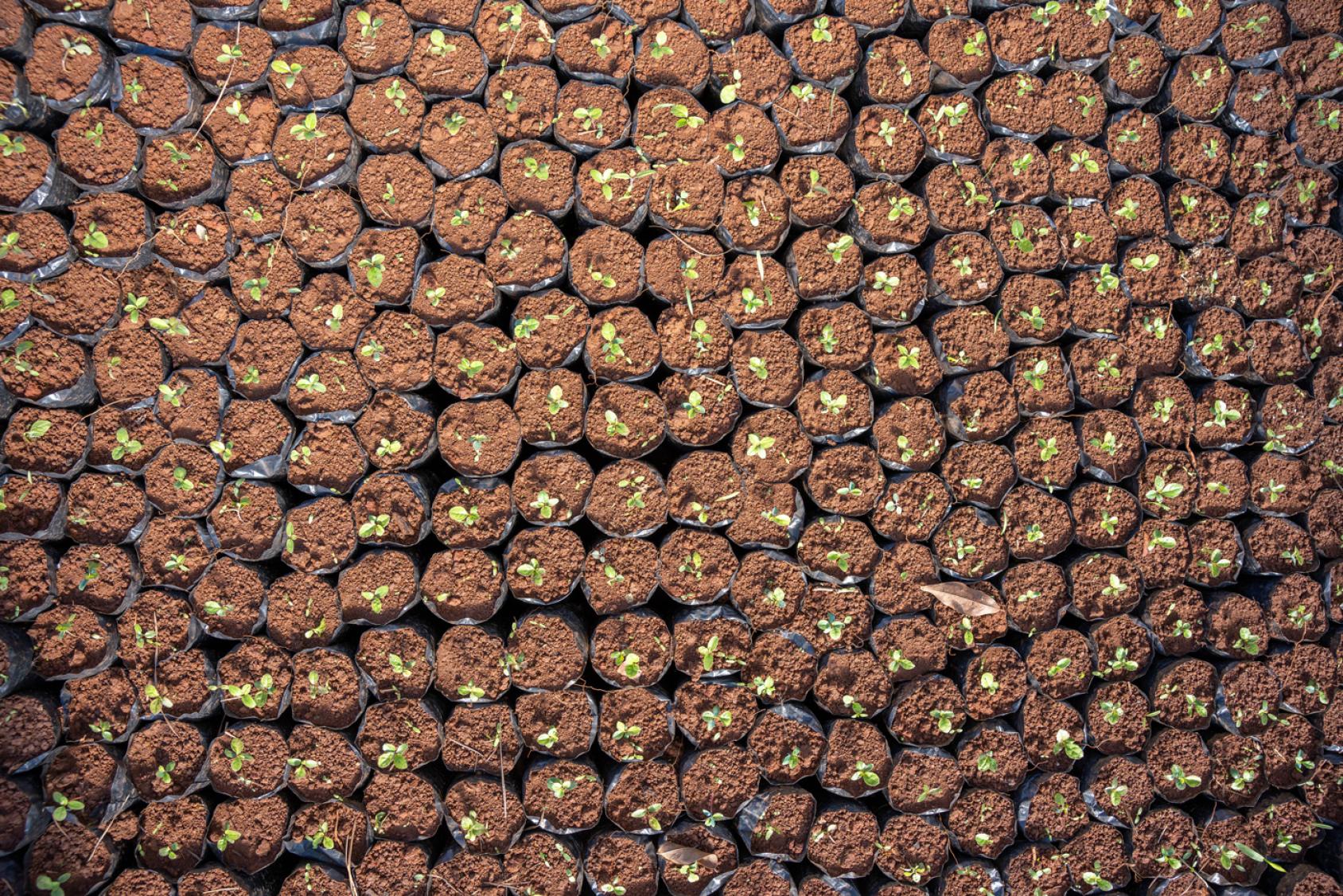 Много ростков готовы к высадке в почву