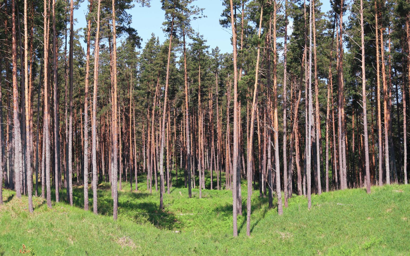 Belarusian pine forest.