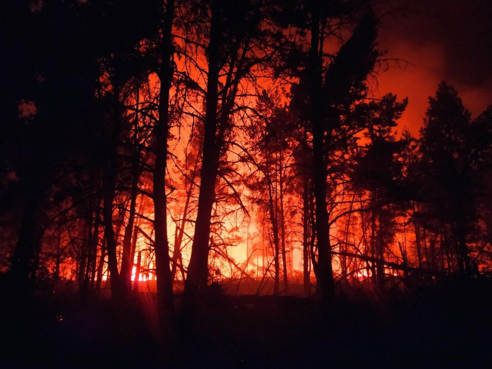 Черные силуэты деревьев на фоне разгорающегося пожара