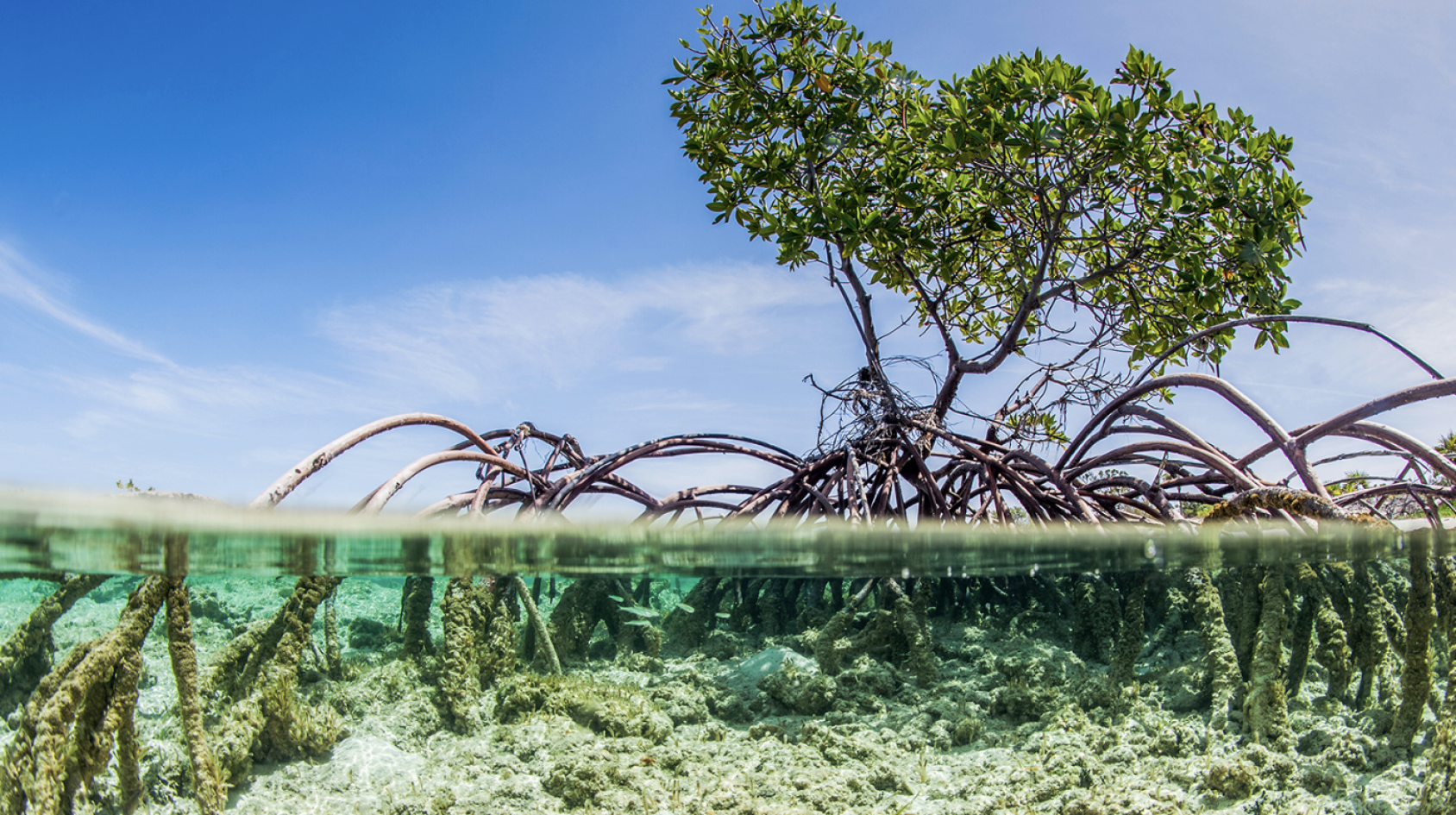 一棵树长水平面上方