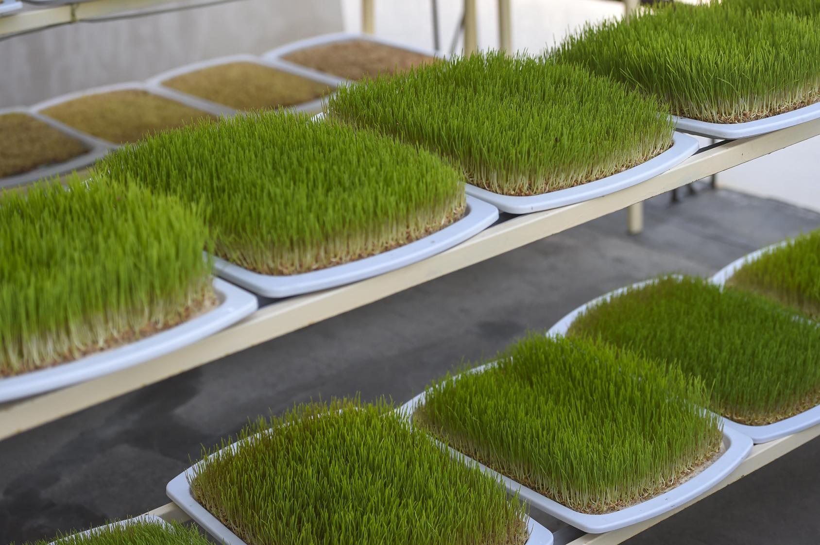 Выращиваемый корм в лотках