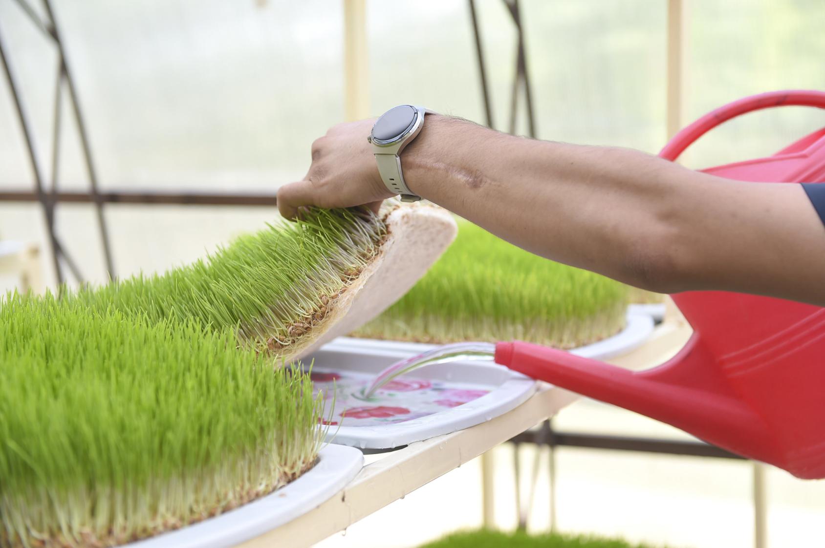 Специалист поливает корм