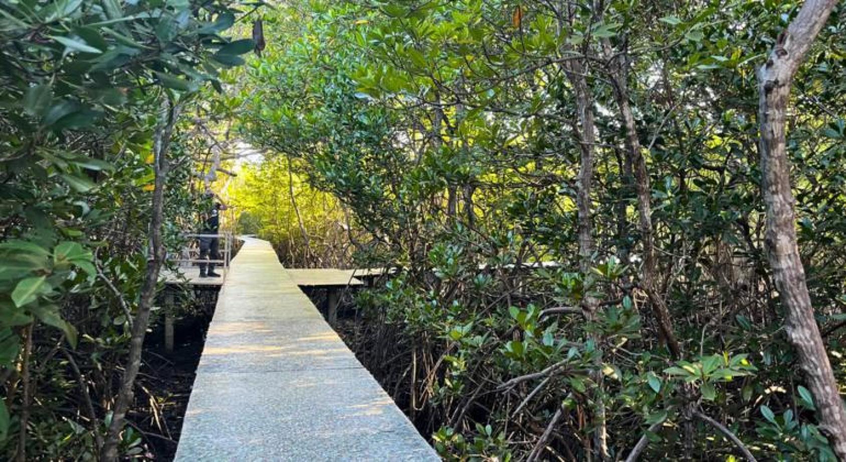 红树林当中有一条步道