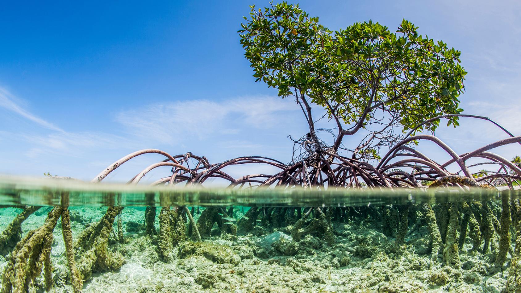 Мангровые заросли с простирающимися под воду корнями