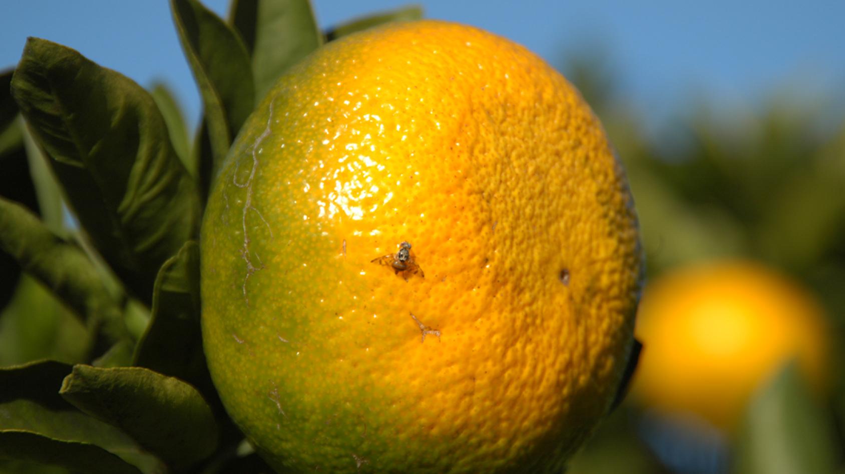 Маленькая муха сидит на большом апельсине