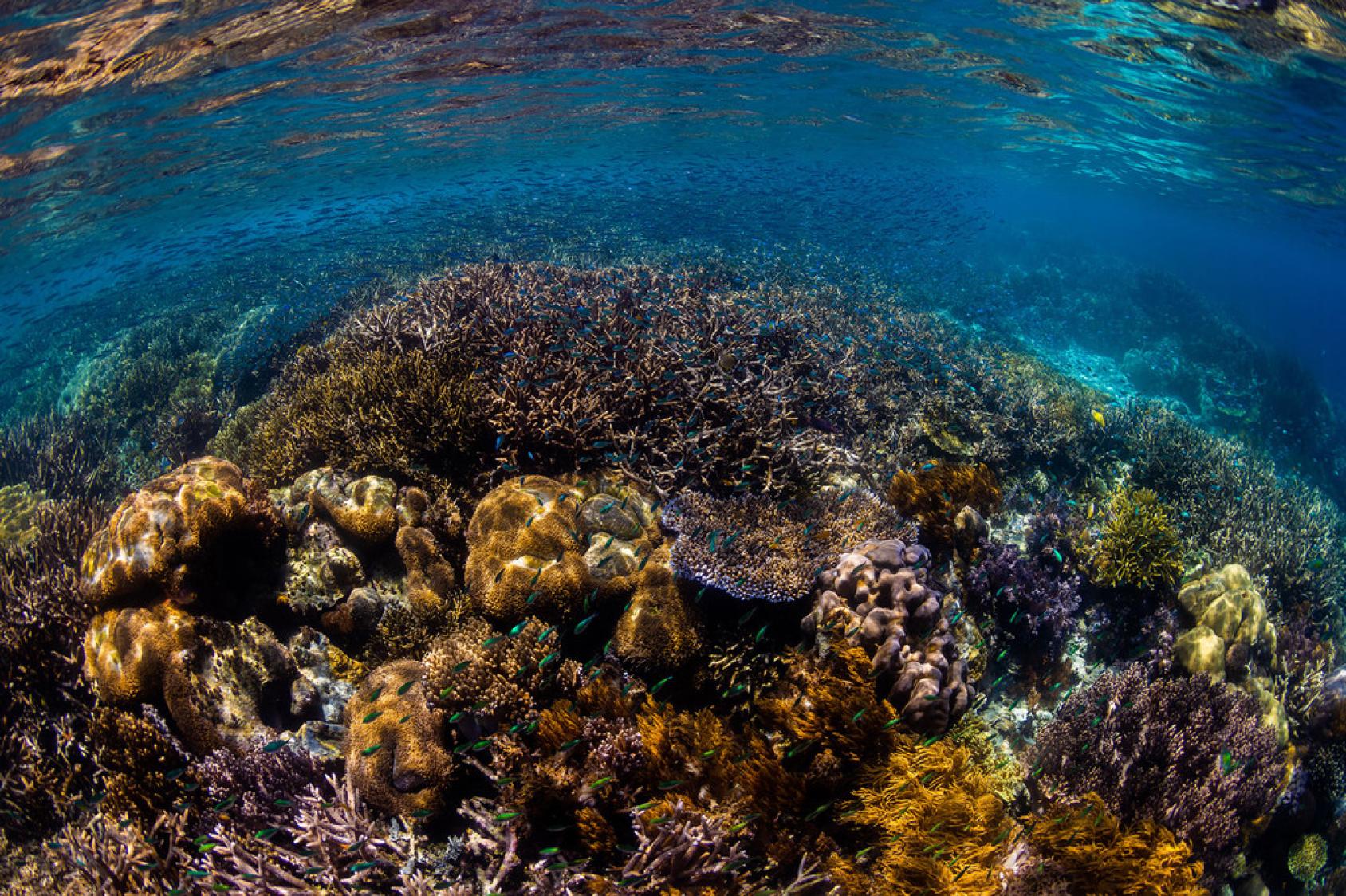 La biodiversité marine.