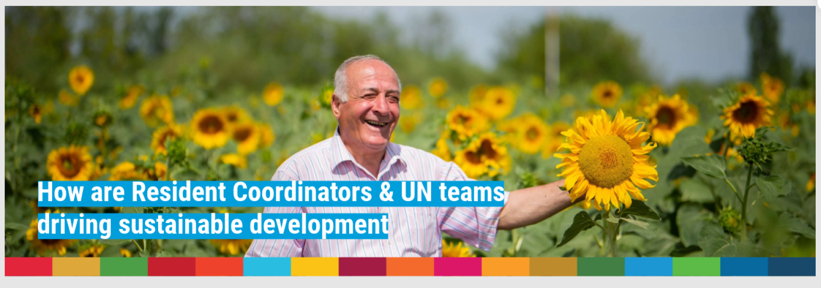 A graphic of a man standing in a field of sunflowers with a text box on it saying "How are Resident Coordinators and UN teams driving sustainable development".
