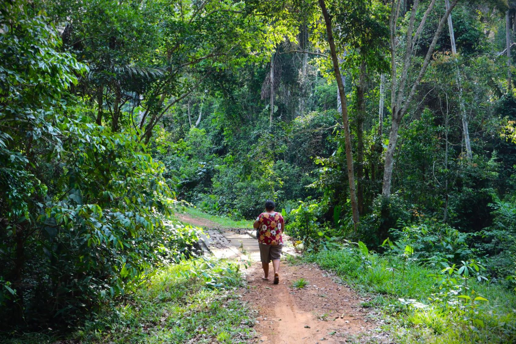 Mujer recorriendo las plantaciones de castaña
