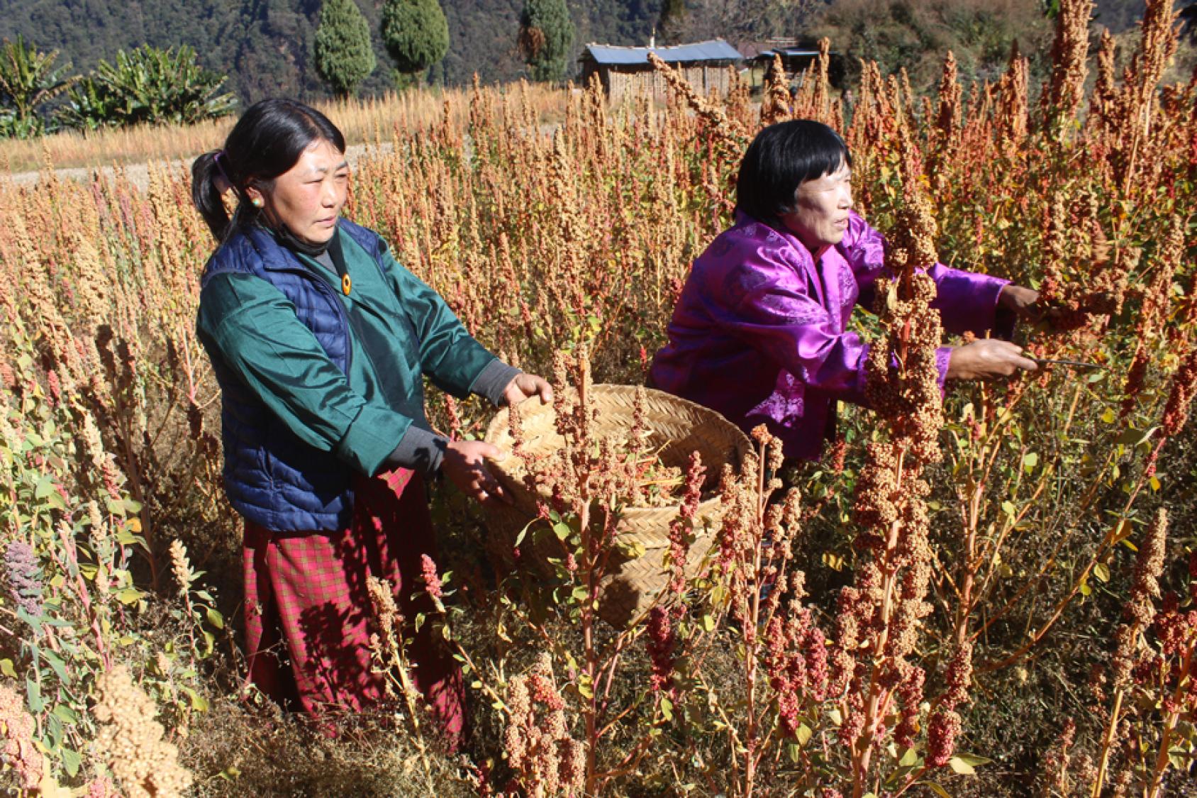 Two women in traditional attire harvest crops by hand in a field of quinoa.