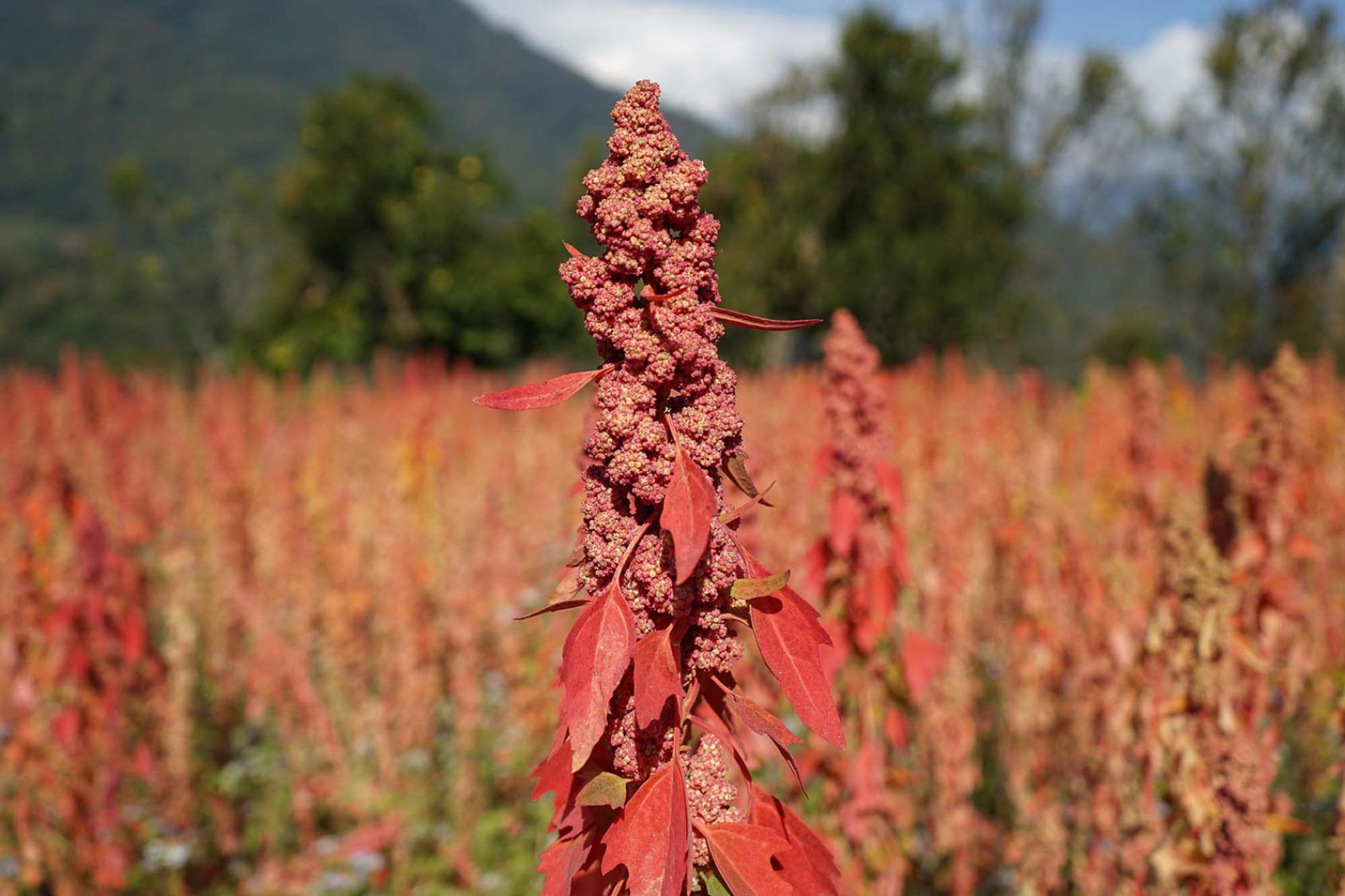 Close-up of a red quinoa plant with clusters of seeds and leaves. 