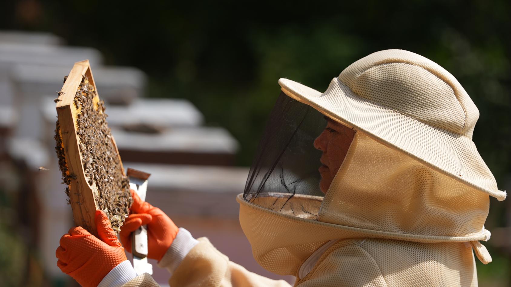 امرأة تعمل في تربية النحل في تركيا تفحص نحلها