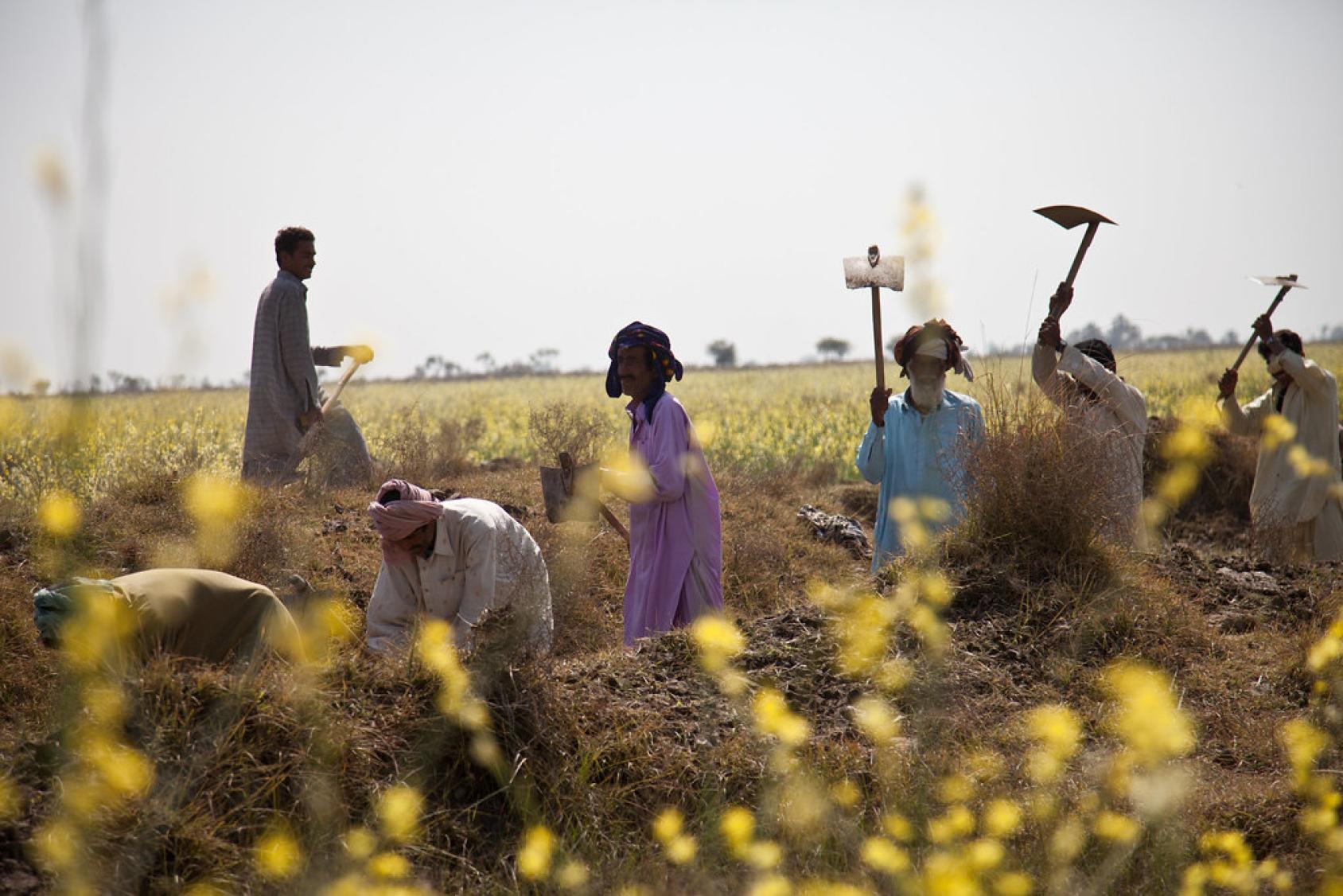 Farmers work in a field in Pakistan.