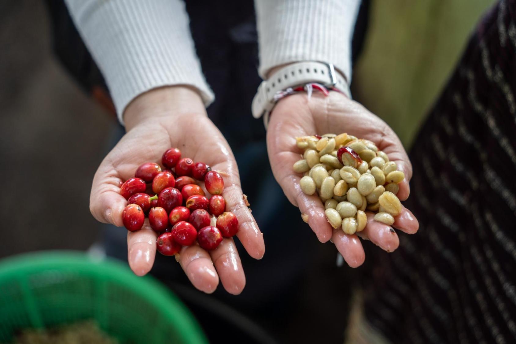 Two hands hold ripe coffee cherries.