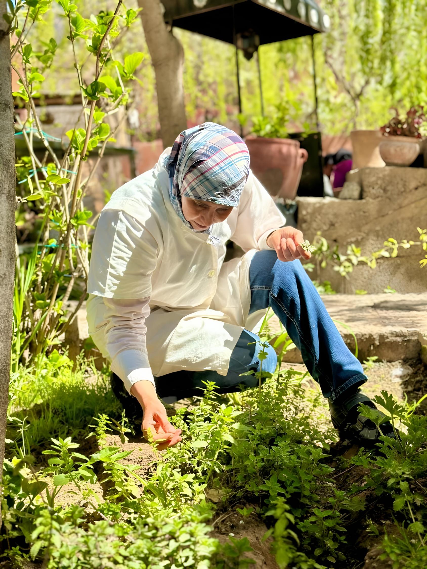 Une femme Marocaine dans son jardin de plantes aromatiques et médicinales.
