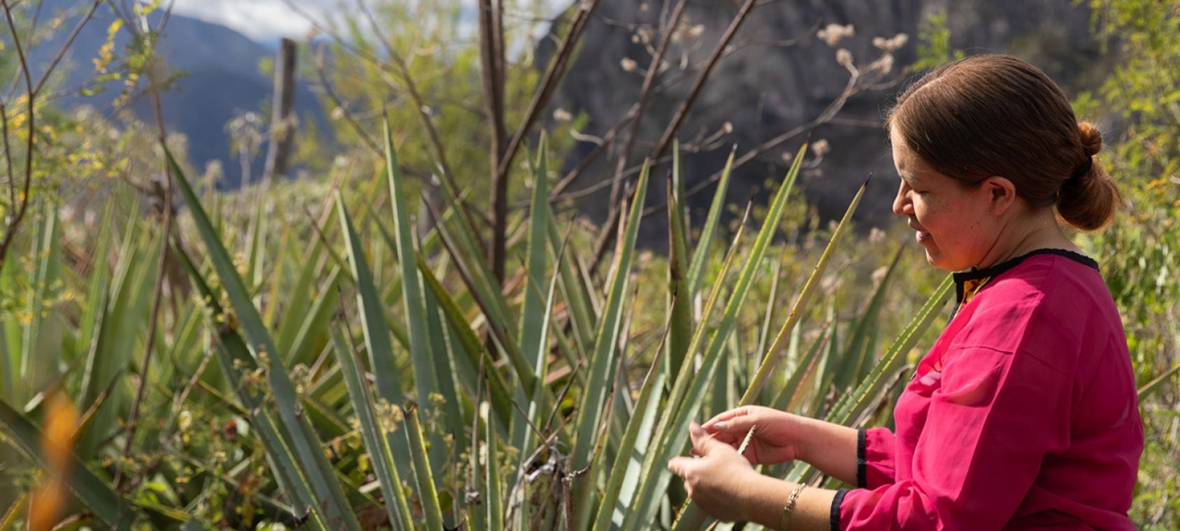A woman in Mexico tends to her agave plant.