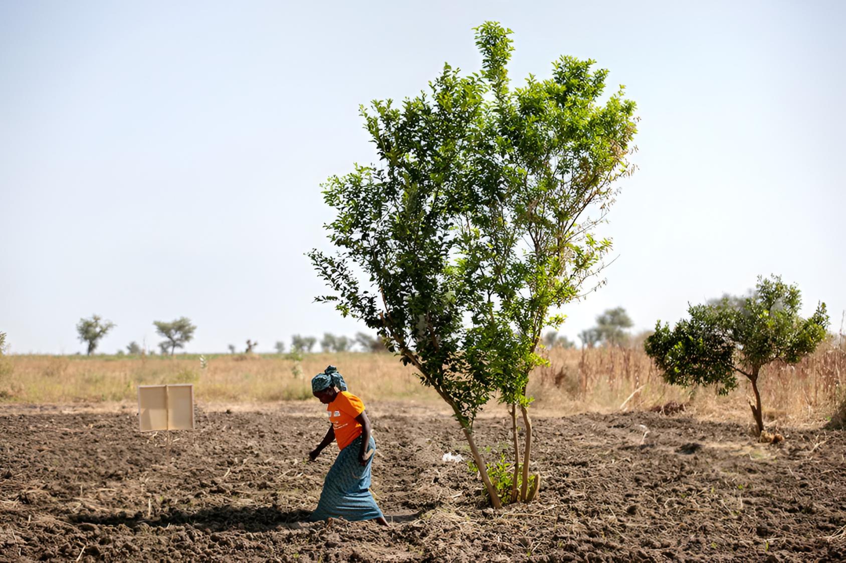 A woman walks in a field in front of a tree.