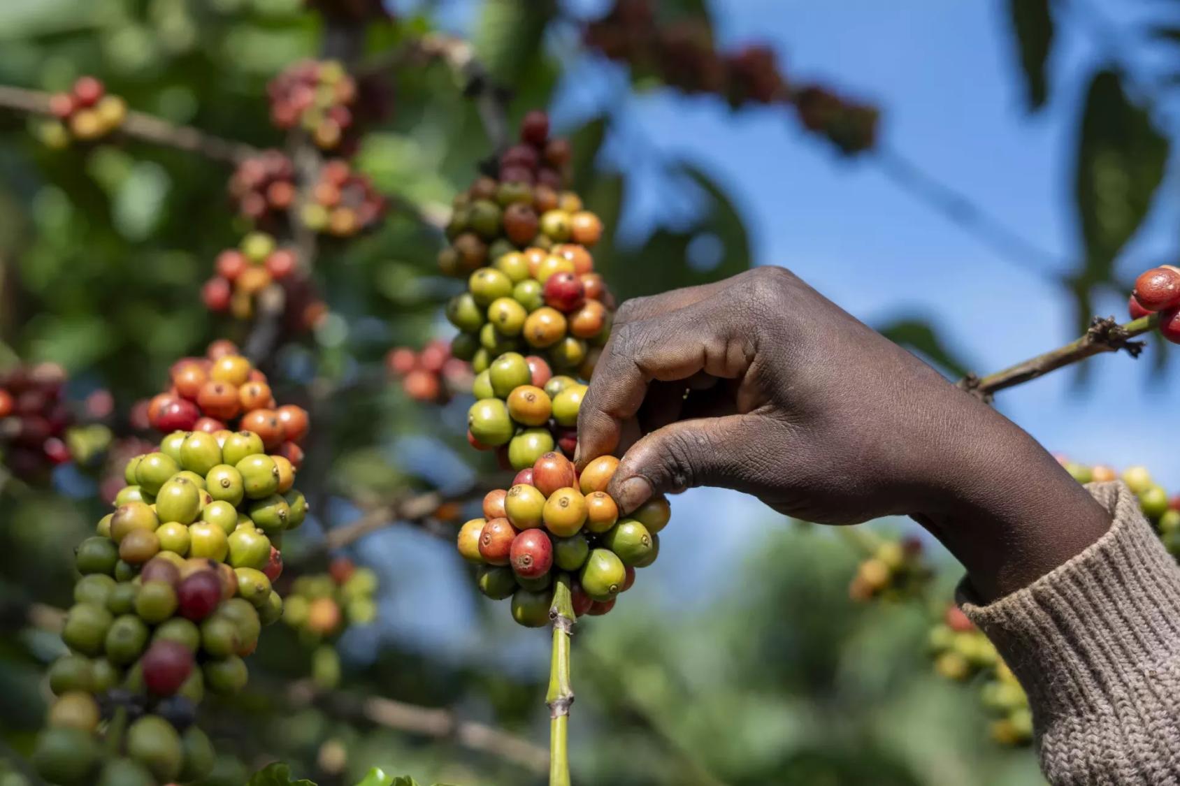 A hand reaches out to a coffee plant.