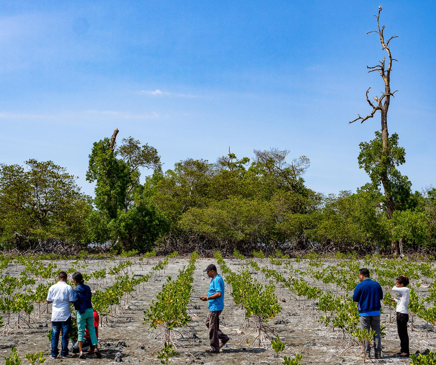 Officials oversee a budding mangrove forest.