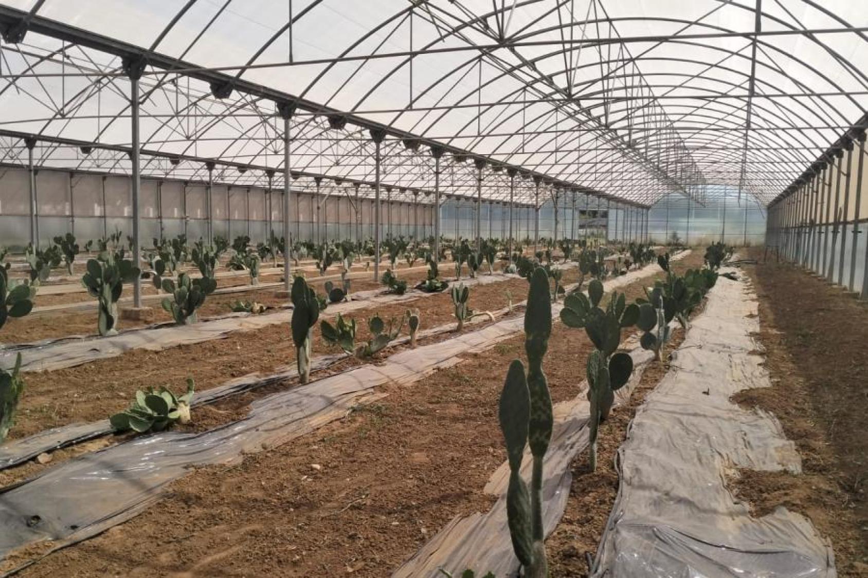 Des plantations de cactus cultivées sous serre, illustrant des pratiques agricoles durables face aux défis climatiques en Tunisie.