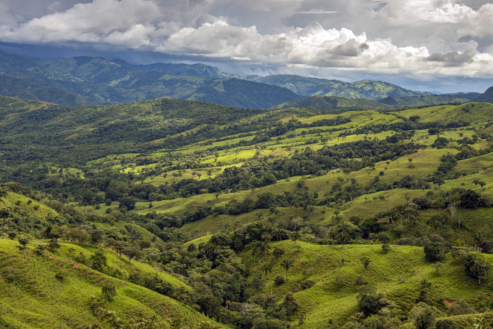 Une forêt au Costa Rica.