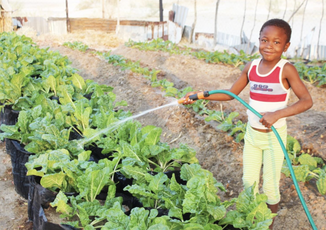 A smiling young boy waters some produce on a farm. 