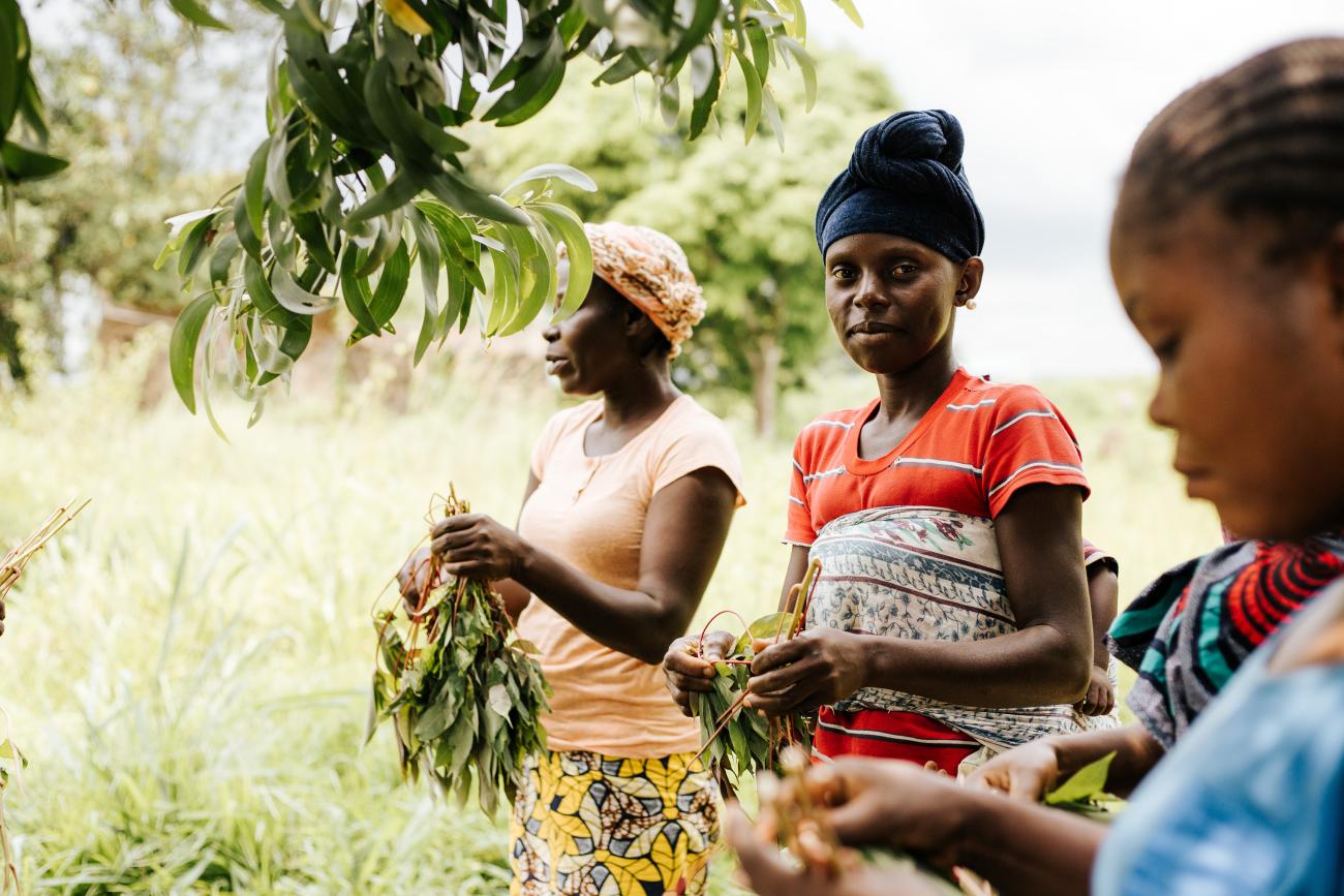 ثلاث نساء يجمعن قوتهن في أحد الحقول.