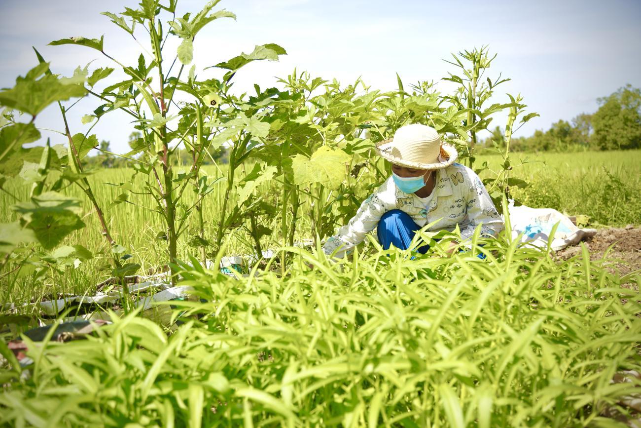 A women working in the vegetable field. 