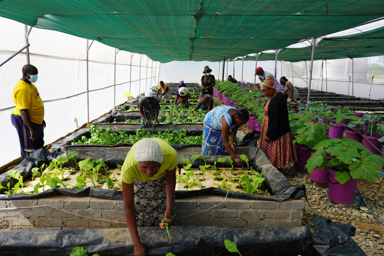 Women in a greenhouse plant and inspect different plant rows and varieties. They wear colorful skirts and prints.