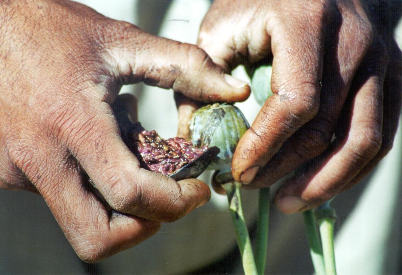 Close-up photo of farmer collecting opium.