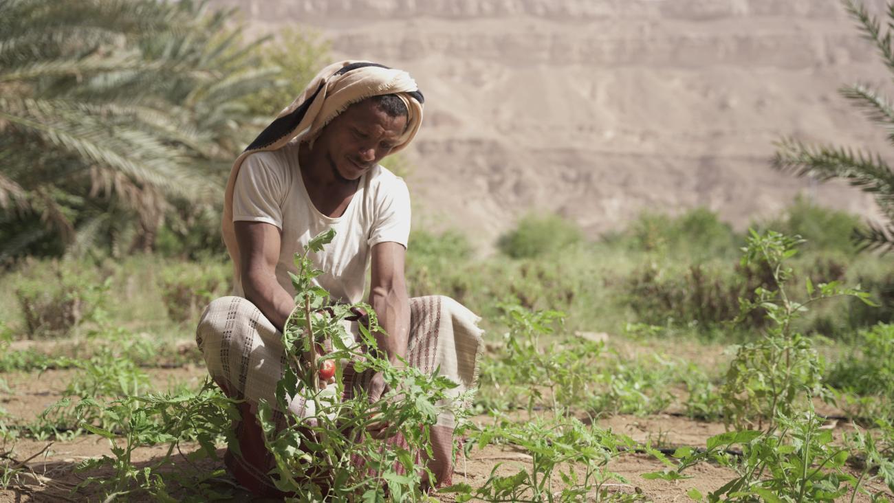 A man in grey and brown clothes kneels on the ground and plants a plant with green leaves into the ground