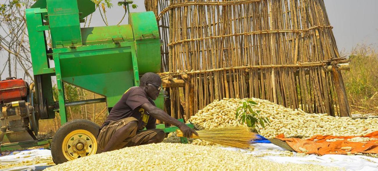 A farmer sits on the ground parsing through a heap of grains in a farm