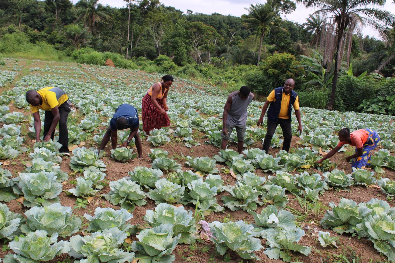 A group of men and women work in the field, picking a leafy-like vegetable.
