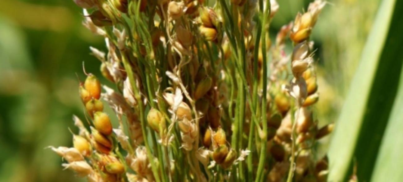 Фотография злачной культуры сорго крупным планом