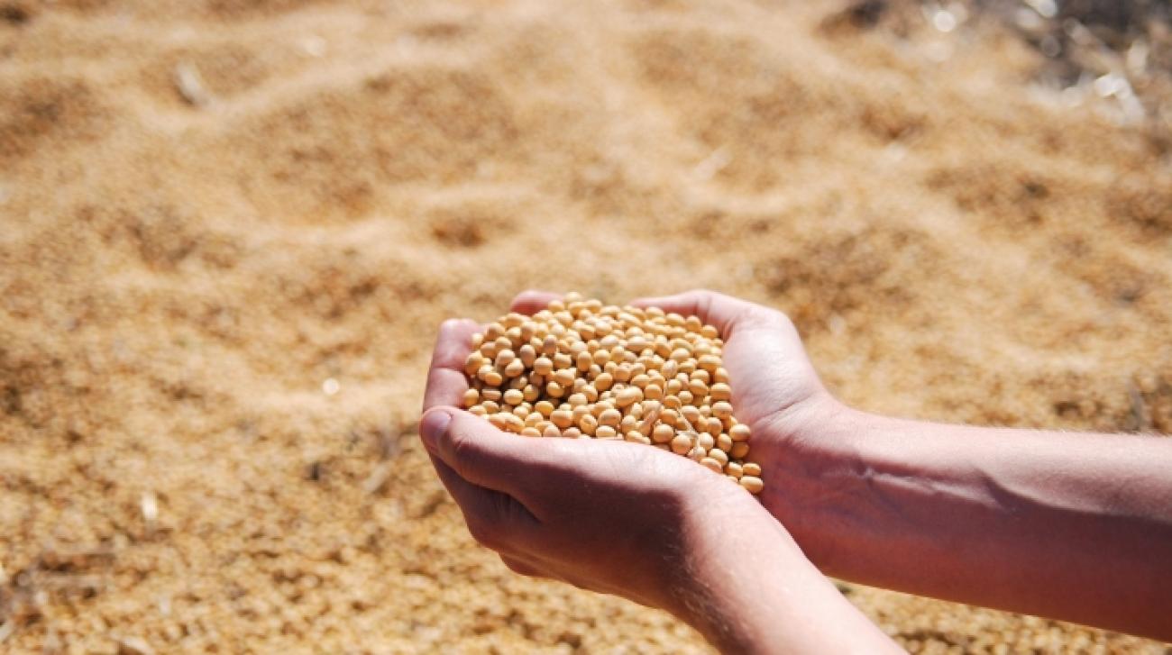 一双手捧着黄豆