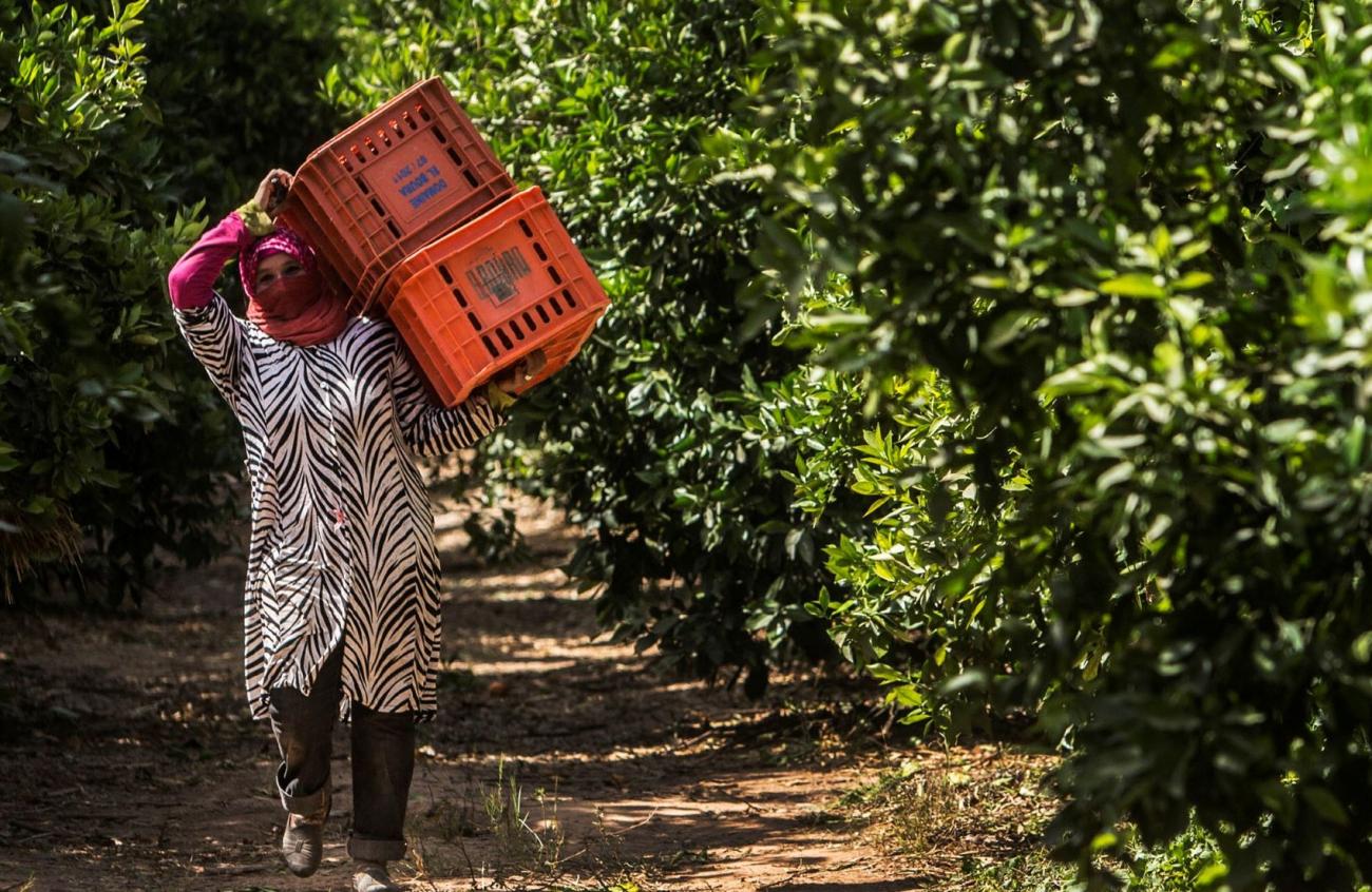 Женщина с пластиковыми коробками идет между рядами деревьев