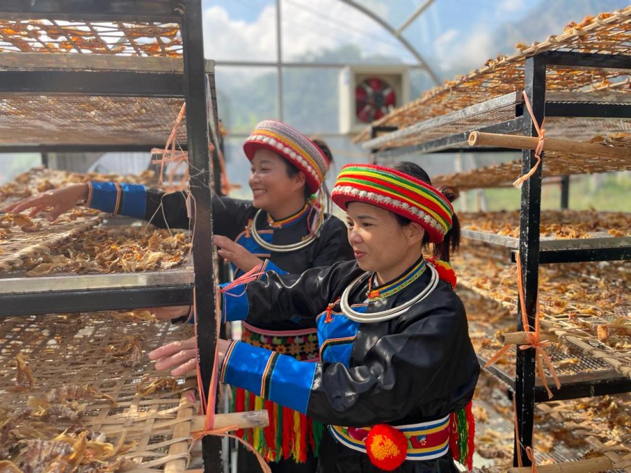 Two women in traditional garments stand in a solar-powered drying house, looking through tea leaves that are drying.