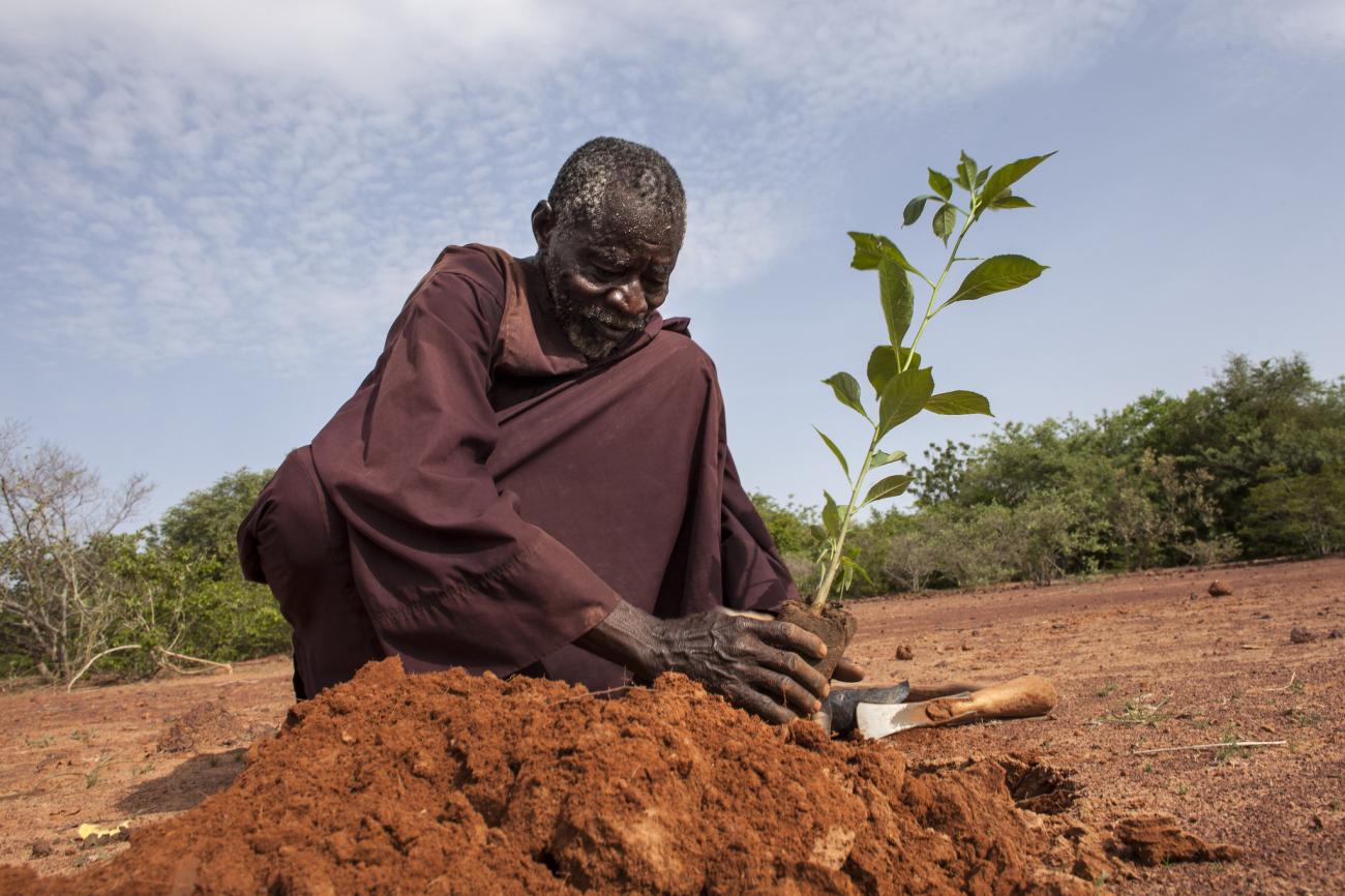 :Burkina Faso, North. Yacouba Sawadogo, a 60 year-old Burkinabe farmer who has led an economic and environmental transformation in his community’s corner of the Sahel by replanting his own forest and further innovating pits called the zai. He is known as “The Man Who Stopped the Desert”, as in the title of a 2011 documentary on his 38 years of recreating the forest.