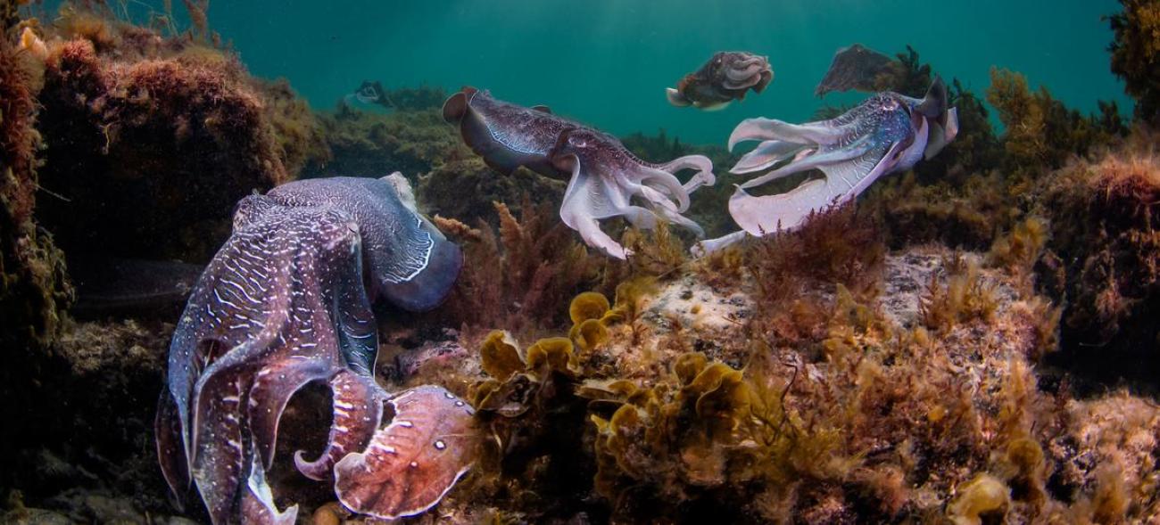 海底珊瑚和鱼类