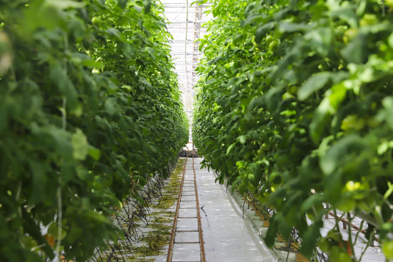 A huge greenhouse full of trees