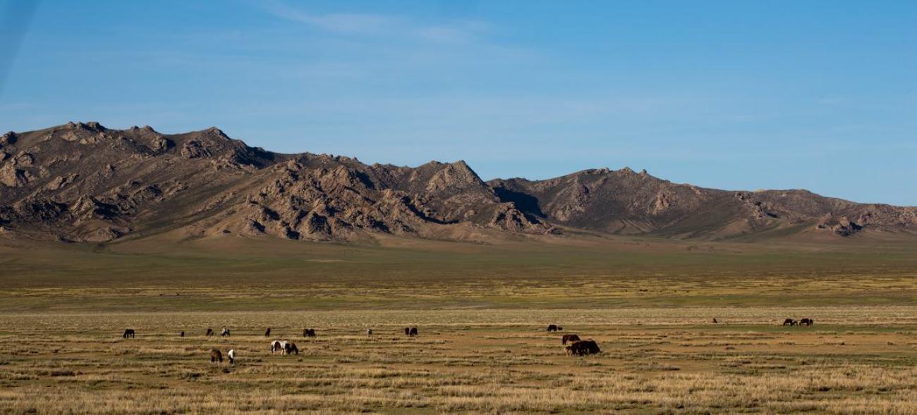 大片农田远处是山，田上有羊